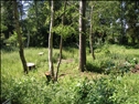 Skovduevej 6, 4583., Overby lyng